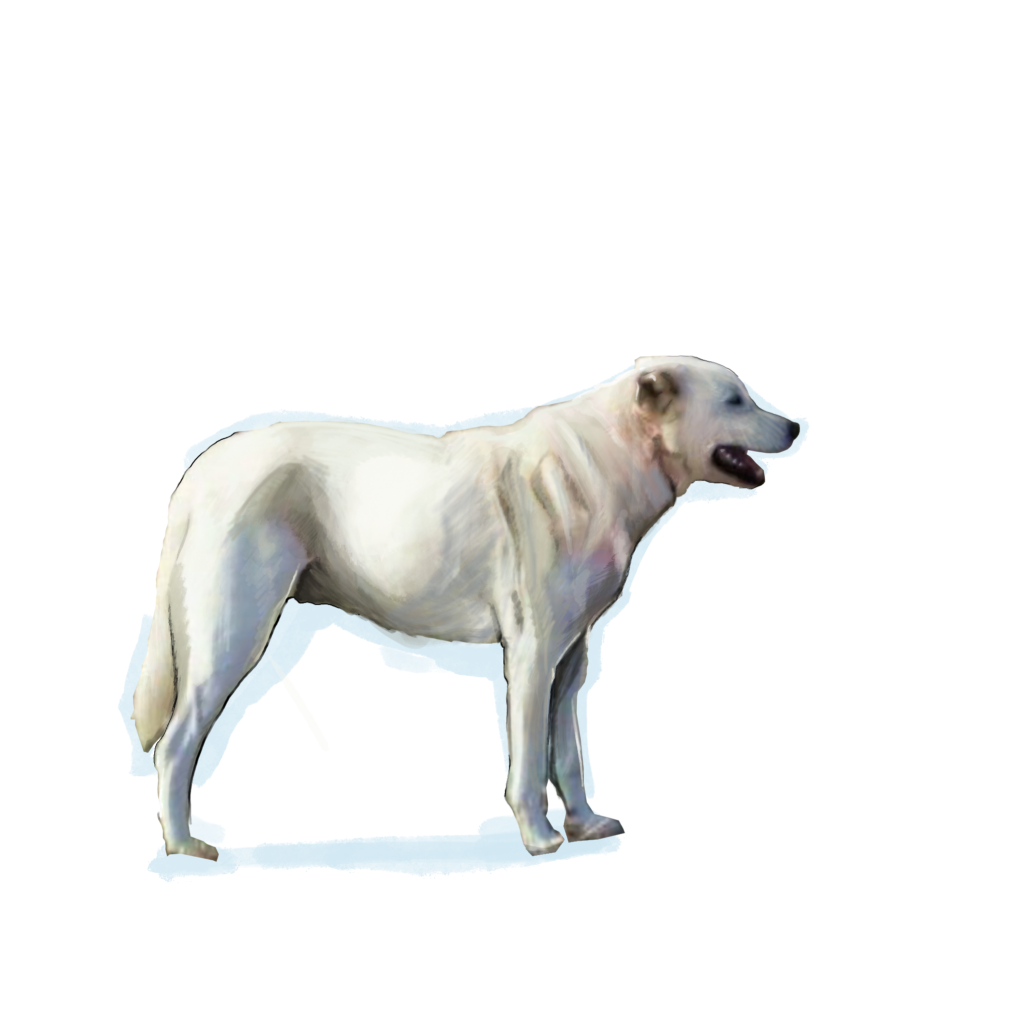 Akbaş Çoban Köpeği